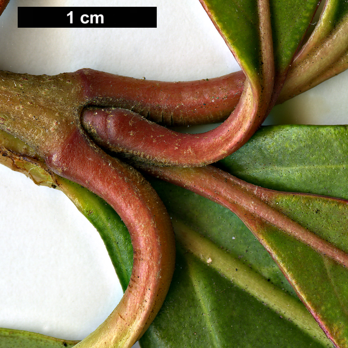 High resolution image: Family: Adoxaceae - Genus: Viburnum - Taxon: odoratissimum - SpeciesSub: var. arboricola